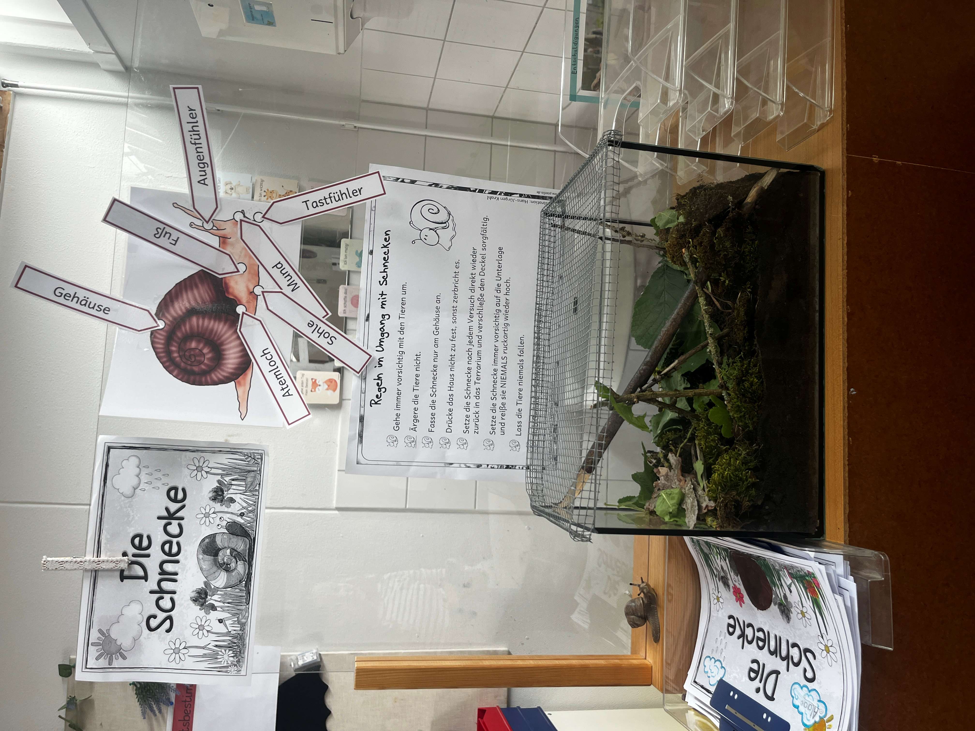 Schnecke x